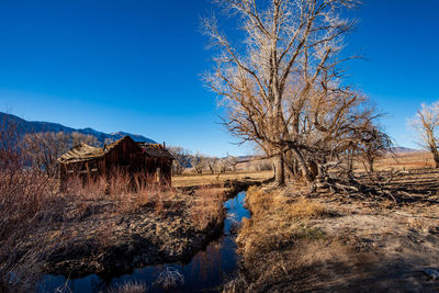 Bare trees and old wooden house on stream in field against clear blue sky