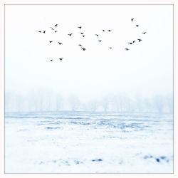 Bird flying over sea