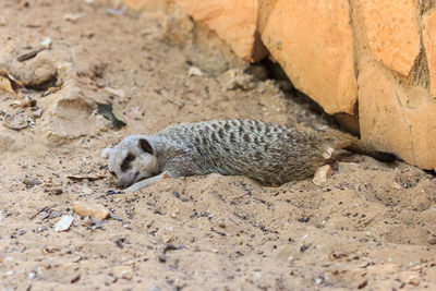 Meerkat sleeping on sand