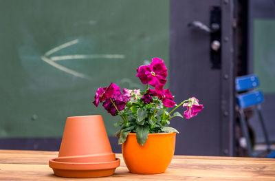 Close-up of potted plant on table