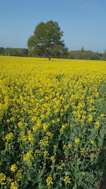 Scenic view of oilseed rape field against sky