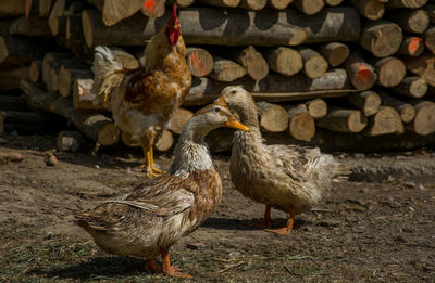 Ducks on ground