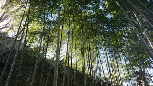 Low angle view of bamboo trees in forest