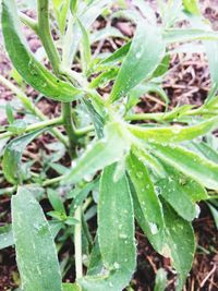 Close-up of wet plants on field