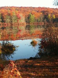 Reflection of trees in lake