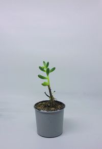 Close-up of potted plant against white background