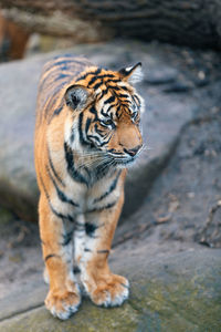 View of a cat looking away