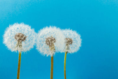 Close-up of dandelion against blue sky