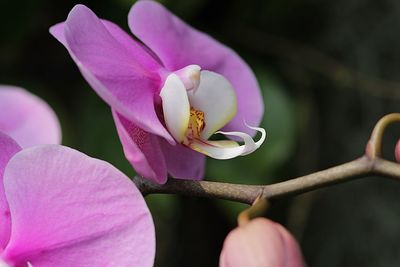 Close-up of pink rose flower