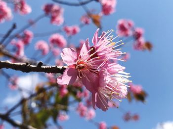 Low angle view of cherry blossom against sky