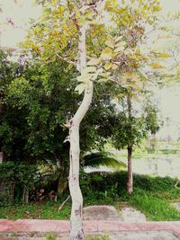 Trees on landscape