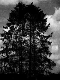 Trees in forest against sky