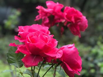 Close-up of pink flowers blooming outdoors