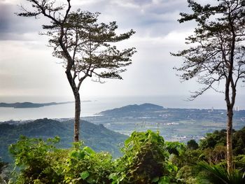 Scenic view of tree by mountain against sky