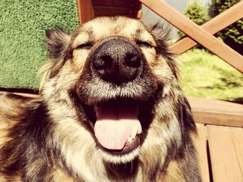 Close-up portrait of dog relaxing