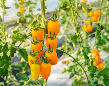 Close-up of orange fruit on plant