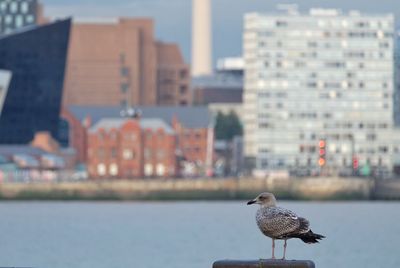 Close-up of seagull perching on retaining wall in city