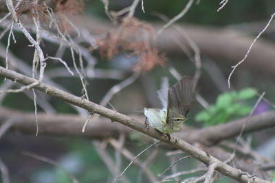 Close-up of dead plant and a bird against blurred background