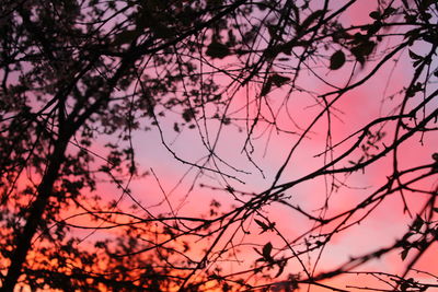 Low angle view of silhouette trees against sky during sunset