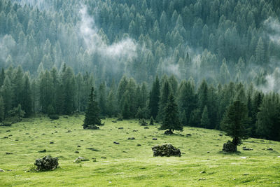 Panoramic view of pine trees in forest