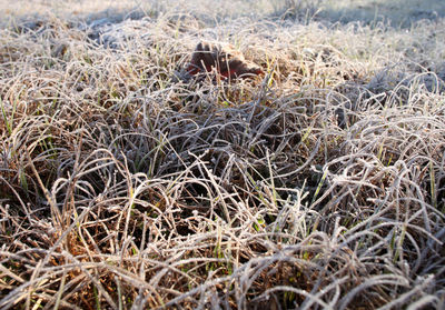High angle view of grass growing on field