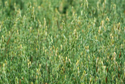 Full frame shot of crops on field