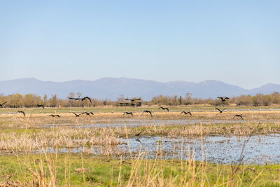 Flock of sheep in a lake