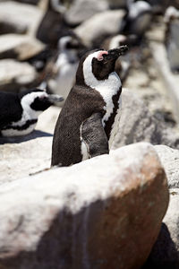 Close up view of an animal on rock