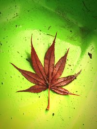 High angle view of maple leaf in water