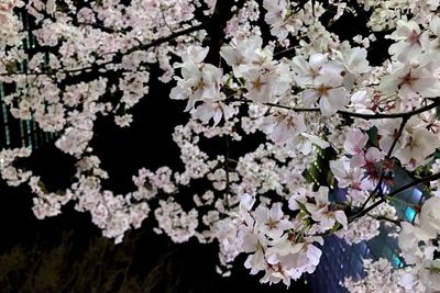 Close-up of cherry blossoms blooming on tree
