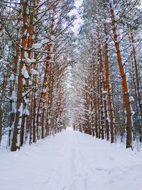 Snow covered trees in forest