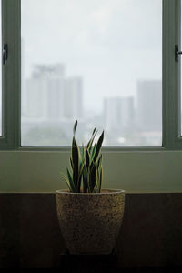 Potted plant on window sill