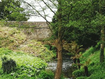 Plants growing on tree