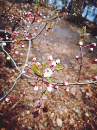 Close-up of pink cherry blossoms in spring