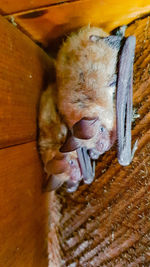 Close-up of cat holding stick