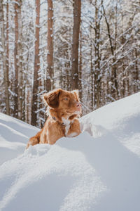 Dog on snow covered field