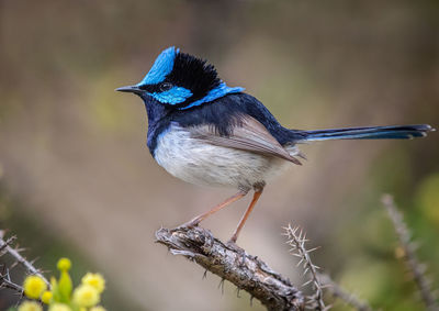 Close-up of bird perching on branch