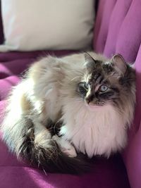 Portrait of cat relaxing on sofa at home