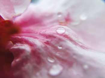 Full frame shot of water drops on pink flower