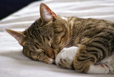 Close-up of cat sleeping