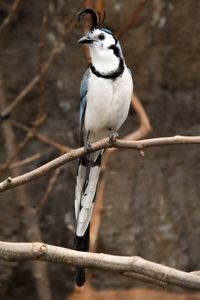 Close-up of bird perching on branch