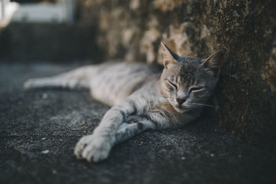 Close-up of a cat sleeping