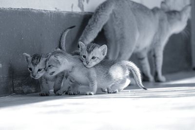 Close-up portrait of kitten