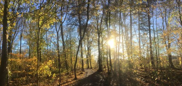 Sunlight streaming through trees in forest