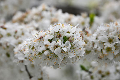 Close-up of white flowering plant