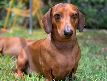 Portrait of dog on field