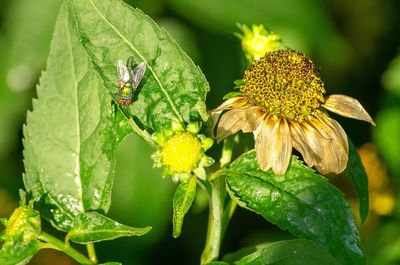 Close-up of insect on plant