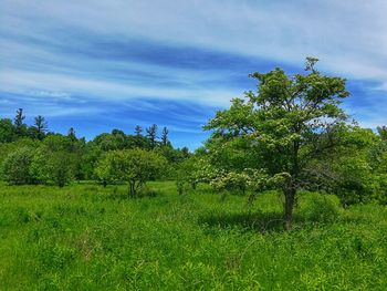 Trees on field against sky