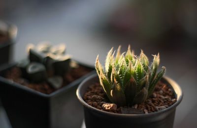 Close-up of potted plant