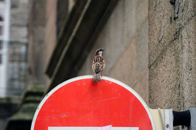 Bird perching on red no entry sign by wall